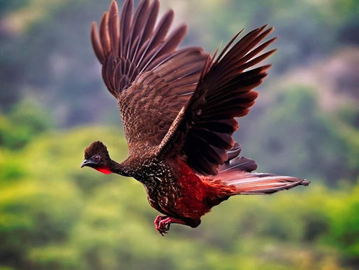 Peace for all Beings Near & Far From Our Treasured Southern Zone of Costa Rica