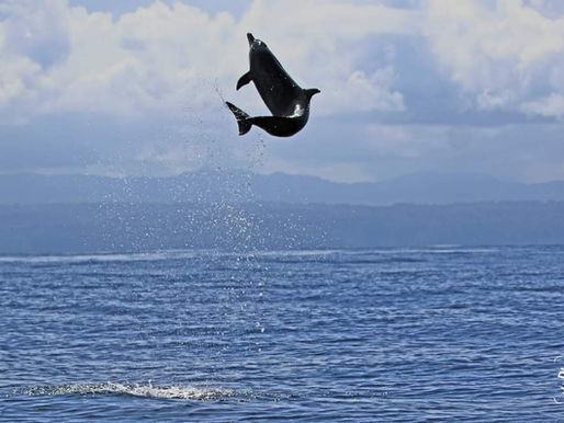 June is Jumping for Joy in Our Fabulous Southern Zone of Costa Rica