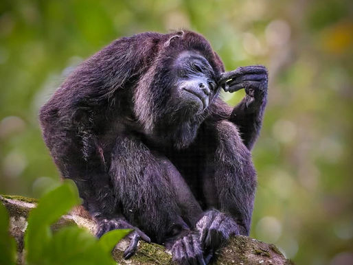 A Mono Congo meditating