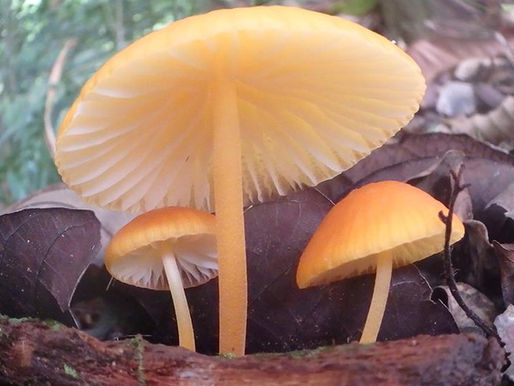 Farewell to our Prince of Peace ...