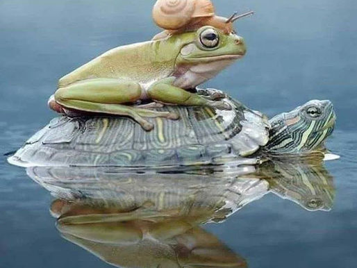 Holiday Magic in our Sacred Southern Zone of Costa Rica