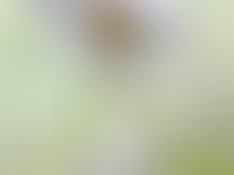 Wet and Wonderful in our Beloved Southern Zone of Costa Rica