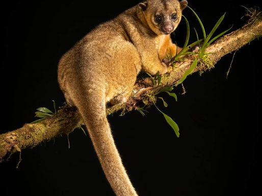 Every Day in Every Way Life is Divine in our Southern Zone of Costa Rica