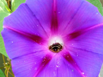 Happy Summer Solstice 2020 In Our Glorious Southern Zone of Costa Rica