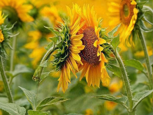 Sunflowers & Sunshine & Storms & Peace Emanating From Our Glorious Southern Zone of Costa Rica