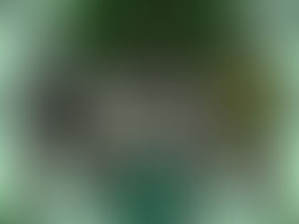 No Ferias for Now in our Verdant Southern Zone of Costa Rica