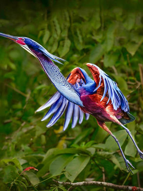 Agami Heron in its courtship plumage