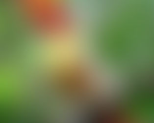 This September Brings Eclipses & Gorgeous Sunsets To Our Magical Southern Zone of Costa Rica