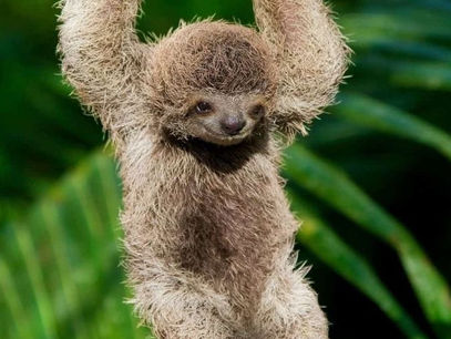 A baby sloth hanging from a tree