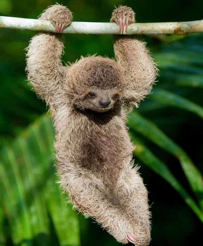A baby sloth hanging from a tree