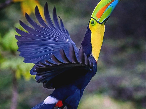 Praying for Peace in Our Sacred Southern Zone of Costa Rica