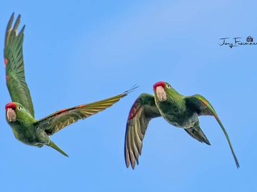 Welcome December With an Eclipse and Meteor Showers over our Magical Southern Zone of Costa Rica