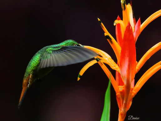 Full Moon Shining Brightly Over Our Splendid Southern Zone of Costa Rica