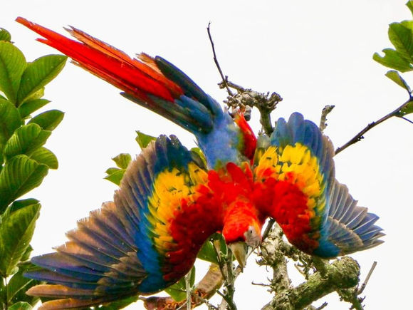 December is a Month of Peace, Love, & Celebration in our Fantabulous Southern Zone of Costa Rica