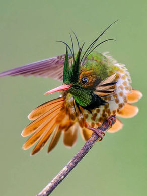 Loving the Sunny Mornings & Rainy Afternoons in Our Jungly Southern Zone of Costa Rica