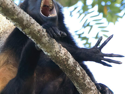 October Happiness in our Howling Southern Zone of Costa Rica