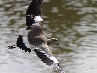 Happy 11 11 New Moon Celebrating in our Southern Zone of Costa Rica