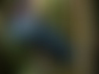 Happiest of Holidays in our Glorious Southern Zone of Costa Rica