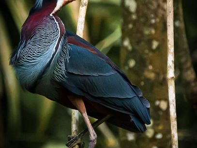 Happiest of Holidays in our Glorious Southern Zone of Costa Rica