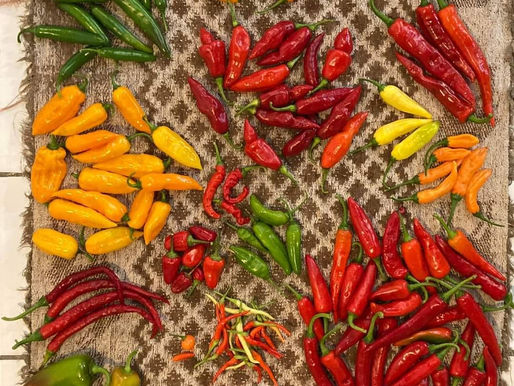 Eclipsing the Darkness in our Exceptional  Southern Zone of Costa Rica