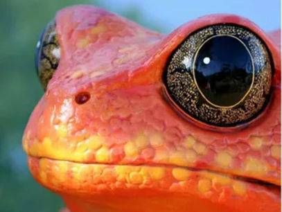 April Awesomeness in our Exquisite Southern Zone of Costa Rica