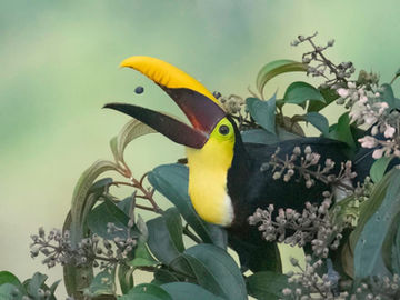 Buck Full Moon Bringing Light & Peace to Our Cherished Southern Zone of Costa Rica