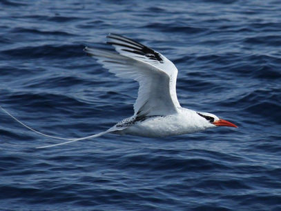 Welcoming March and a litttle Rain to our Southern Zone of Costa Rica