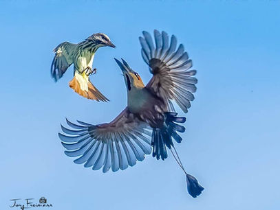 December Blessings Abound in our Phantasmagorical Southern Zone of Costa Rica