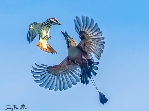 Mystical, Magical, Misty May in our Blessed Southern Zone of Costa Rica