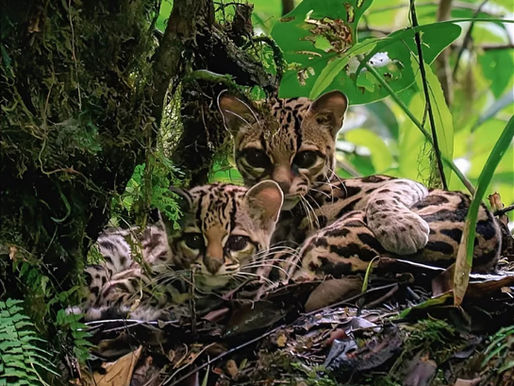 Autumn Equinox Arriving with Thunder & Sunshine & Storms to Our Enchanted Southern Zone of Costa Rica