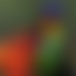 So much to be grateful for in our Southern Zone of Costa Rica