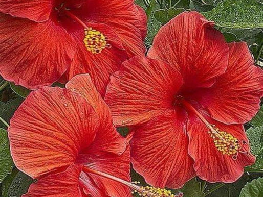 Super Black Moon welcoming August to our Magnificent Southern Zone of Costa Rica