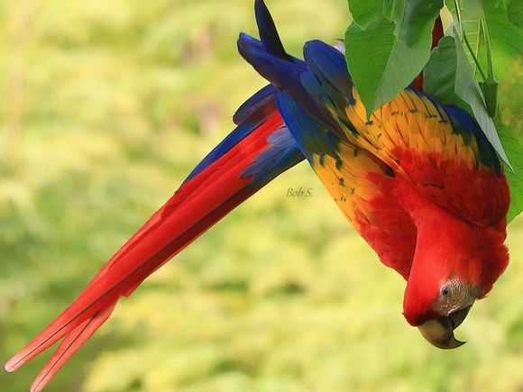 Loving the Vida Loca in our Fabulous Southern Zone of Costa Rica