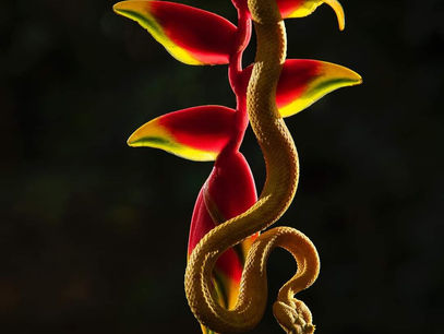 Summertime Arrives to our Spectacular Southern Zone of Costa Rica