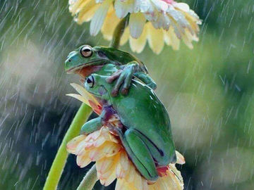 Sheltering Each Other From the Storms Here in our Wet & Wild Southern Zone of Costa Rica!!!!