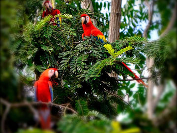 Loving the Changing Seasons in our Splendid Southern Zone of Costa Rica