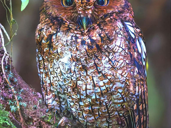 Lechucita Serranera