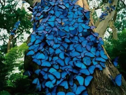 May Mariposa Madness in Our Magical Southern Zone of Costa Rica