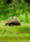 Giant Tortuse.jpg