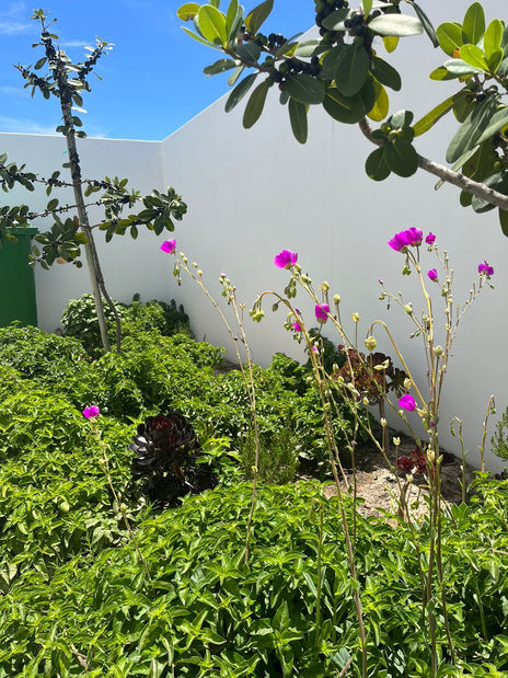 Side Garden On the Ridge