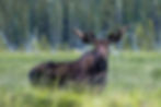 Moose at Moose Lake