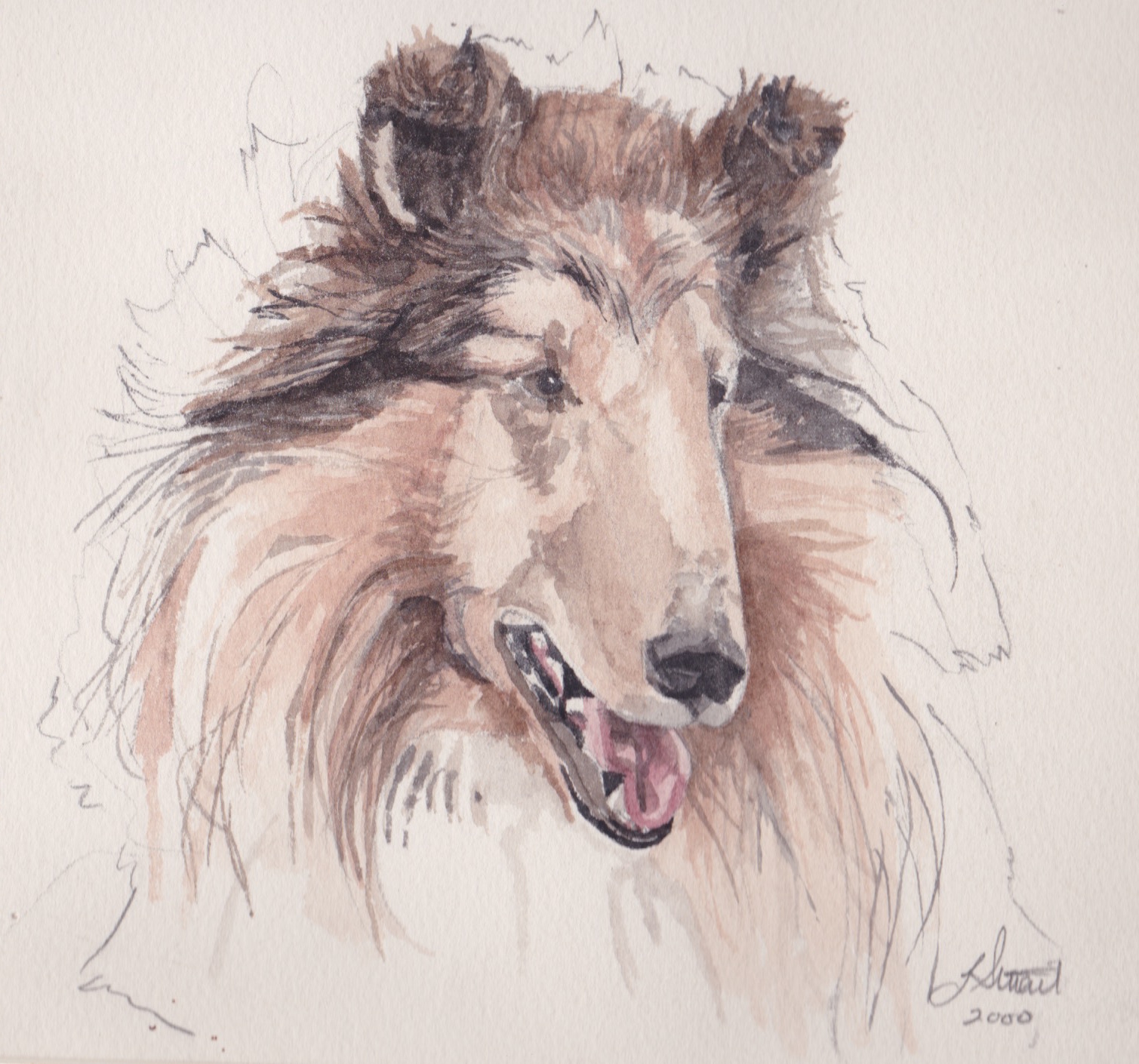 COLLIE