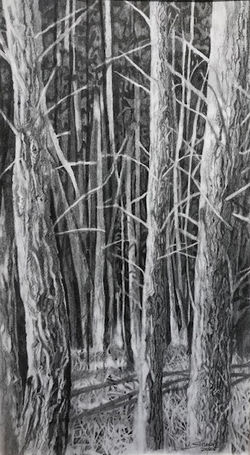 Edge of Forest