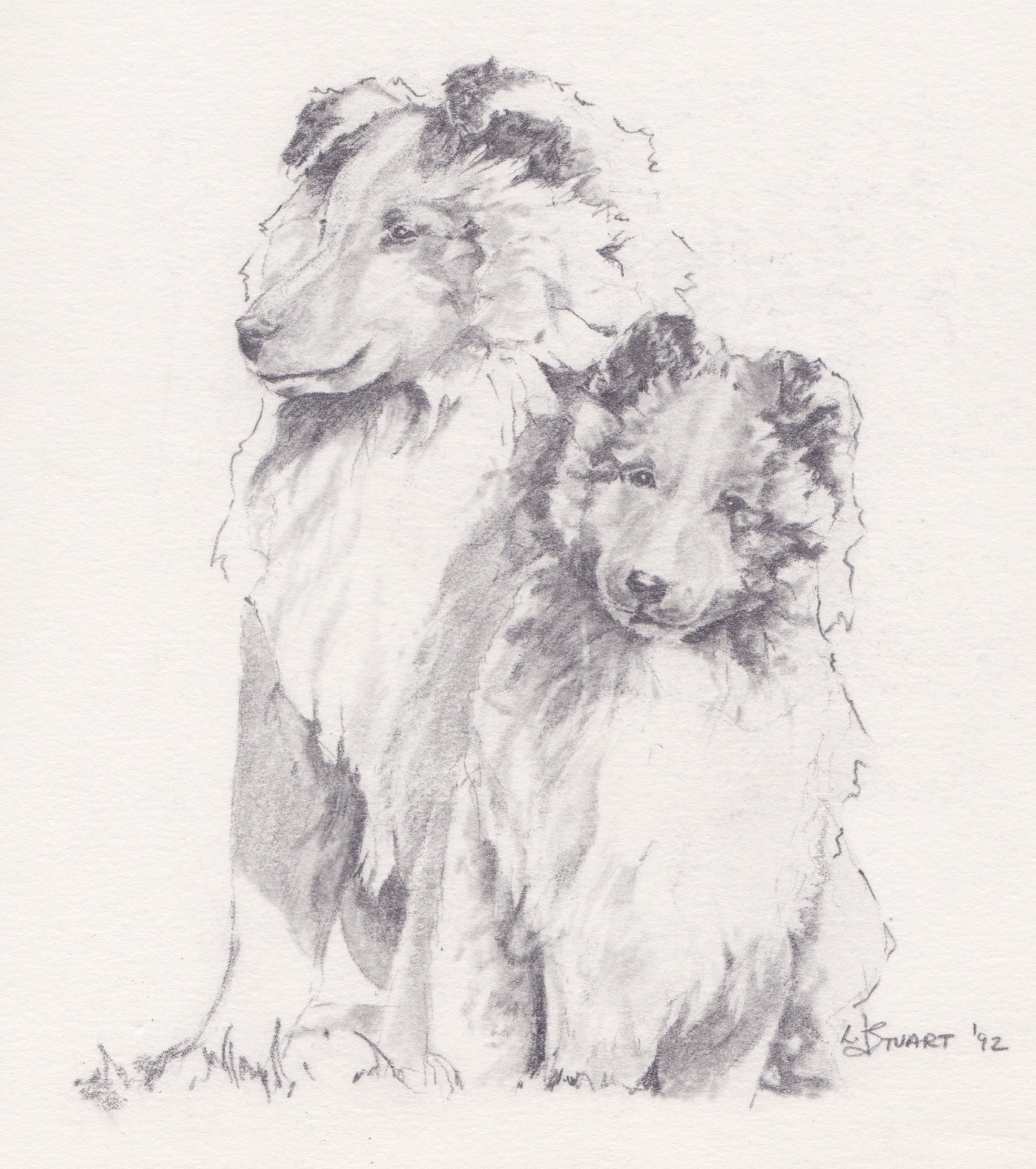 SHELTIE PUPS