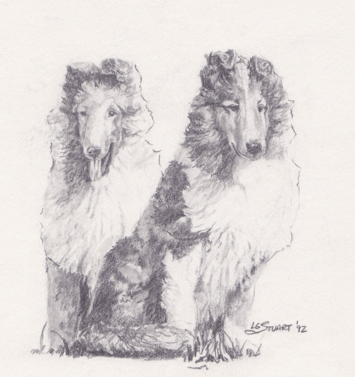 COLLIE PUPS