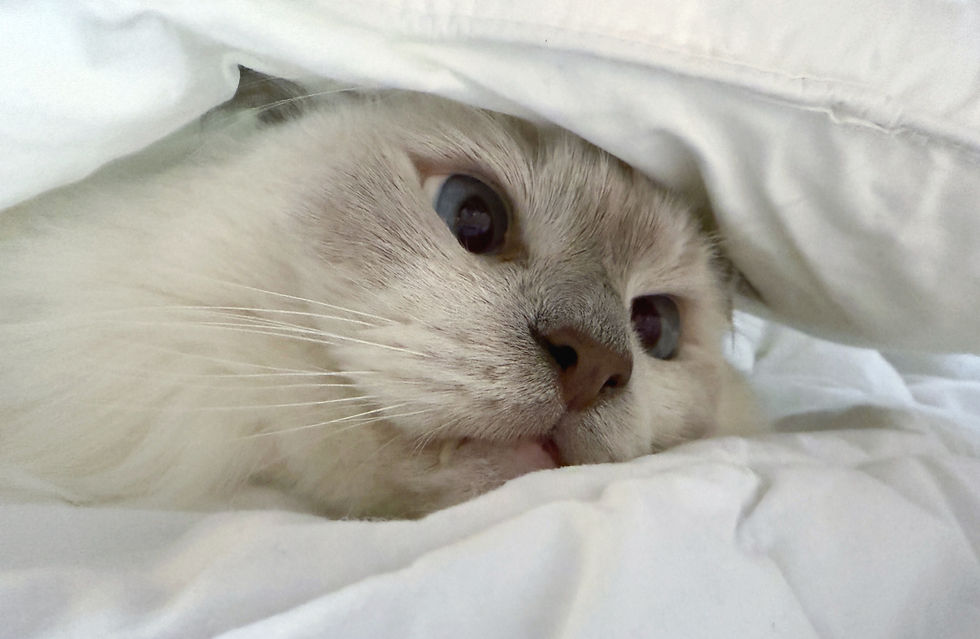 12月のヨガ数秘学ズーム勉強会