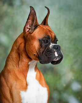 Hardy Head shot Jennifer.jpg