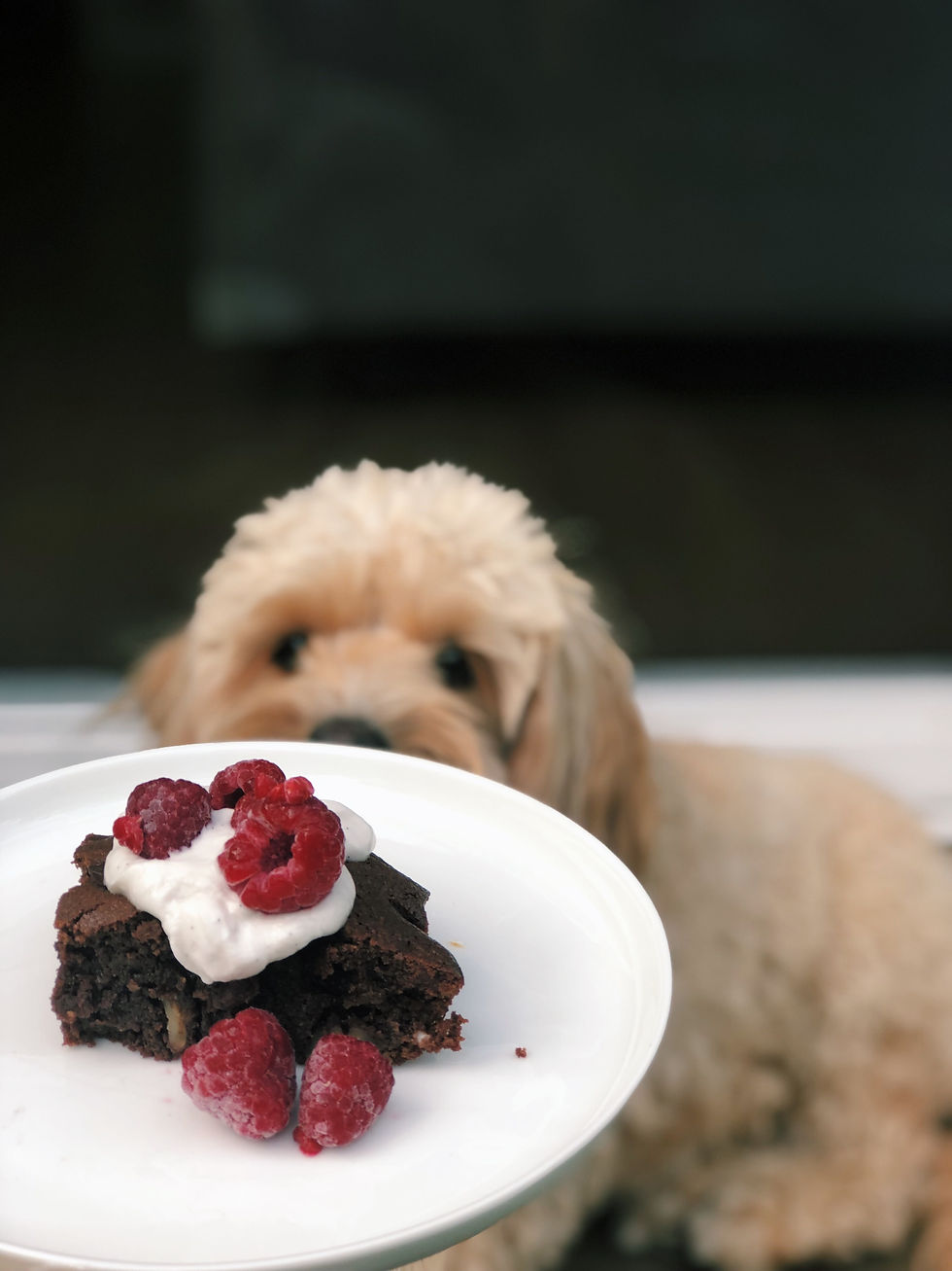 The Best Ever GlutenFree Pecan Brownies