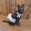 Thumbnail: Pet Tutu