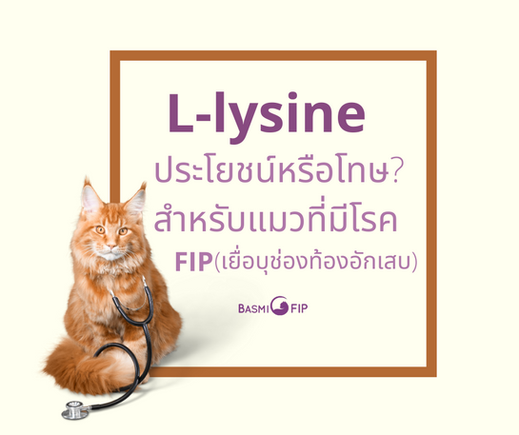 โทษของ L-lysine(แอล-ไลซีน) ต่อแมวที่เป็นโรค FIP